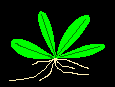 Reliant Aquatics Plant Logo